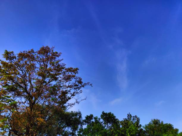 A beautiful view of the sky with clouds and the top of the trees in the morning