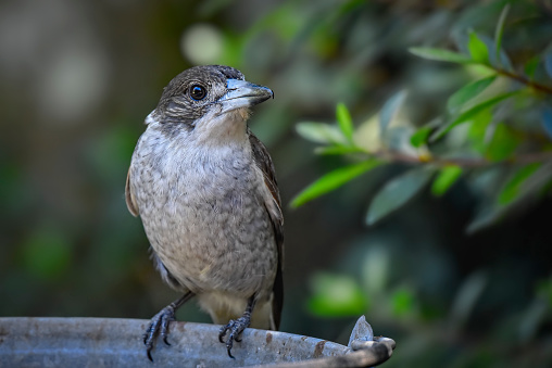 Young Grey Butcherbird perched on a steel bucket