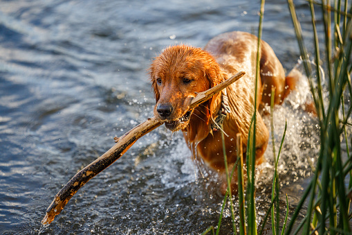 A golden retriever plays fetch in the water on a summer night. A dog loves water.