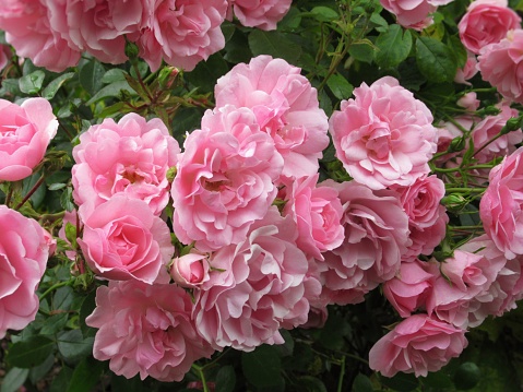 Beautiful Bright Closeup pink Bonica Roses In Summerr