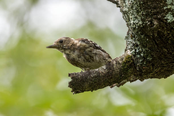 Young Japanese pygmy woodpecker on a branch of tree. stock photo