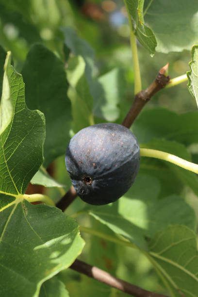 istock Ripe purple fig on tree. Ficus carica 1417843993