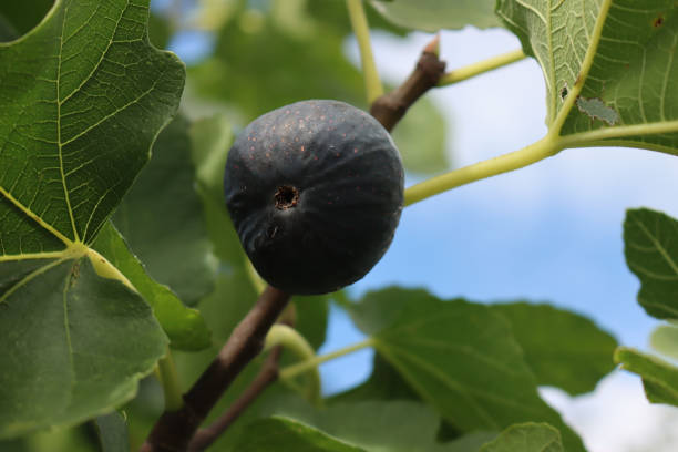 istock Ripe purple figs on tree against blue sky 1417844022