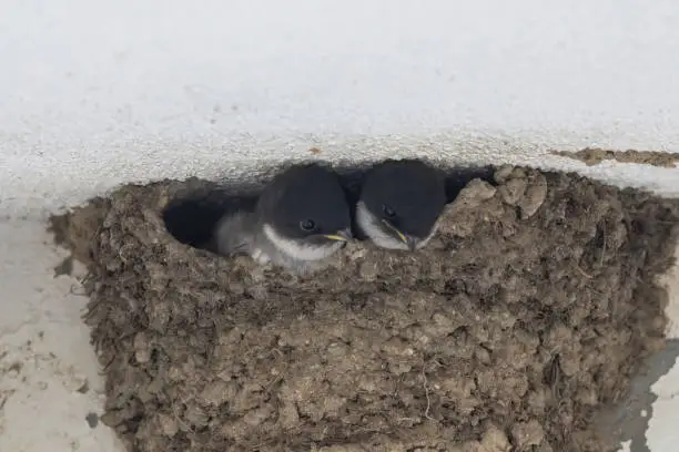 Young house martins in its nest.
