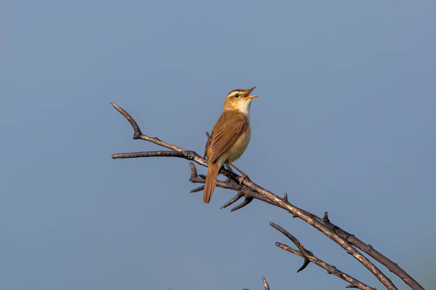 istock A Black-browed reed-warbler in singing. 1417844891