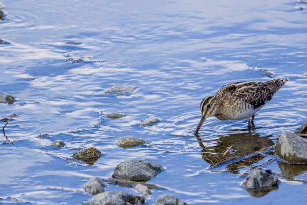Common sniper are searching for the bait in a winter river.