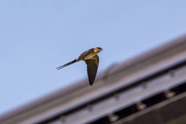 A Red-rumped swallow flying in a sky. A Red-rumped swallow flying in a sky. red rumped swallow stock pictures, royalty-free photos & images