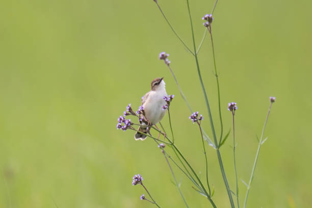 istock Zitting Cisticola perching on brazilian vervain. 1417846349