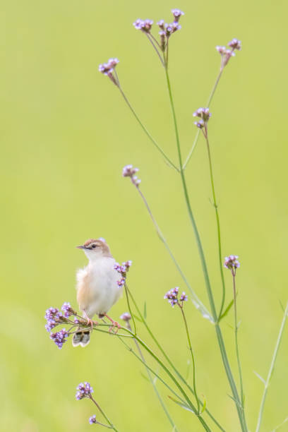istock Zitting Cisticola perching on brazilian vervain. 1417846876