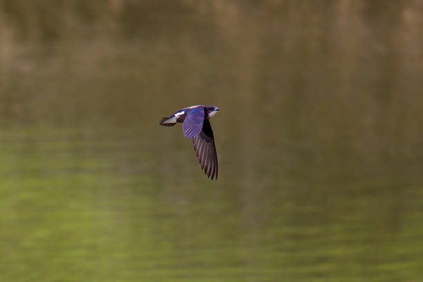 White-throated needletail flying on the pond. stock photo