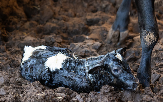 A new born baby calf on a muddy stable floor still covered in fluids from its recent birth.