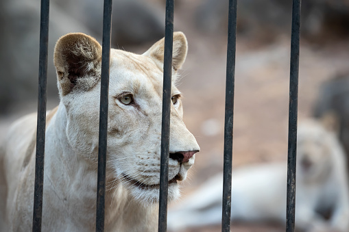 Lion at the Oradea zoo, Romania