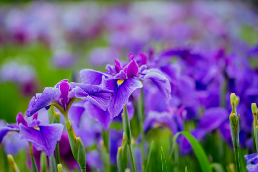 Purple colored Iris flowers in rainy season, June 2022