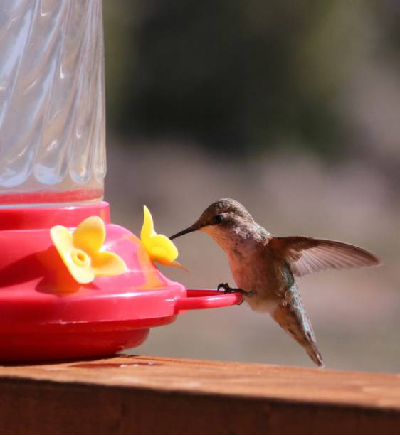 istock Hummingbird Drinking from a Red and Yellow Feeder 1417850892