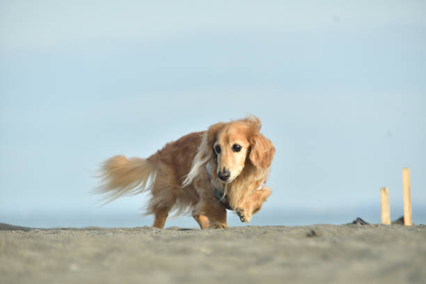 A dog walking on the beach.The coast of Chigasaki City, Kanagawa Prefecture, Japan.