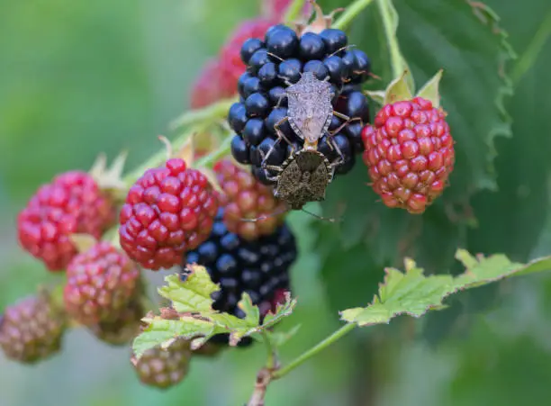Photo of Brown marmorated stink bug Halyomorpha halys on a blackberry plantation close up