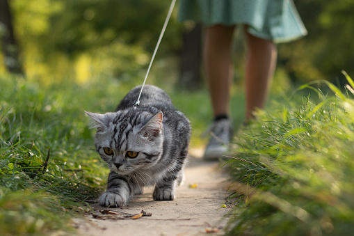 Girl walks in the park with a cat.