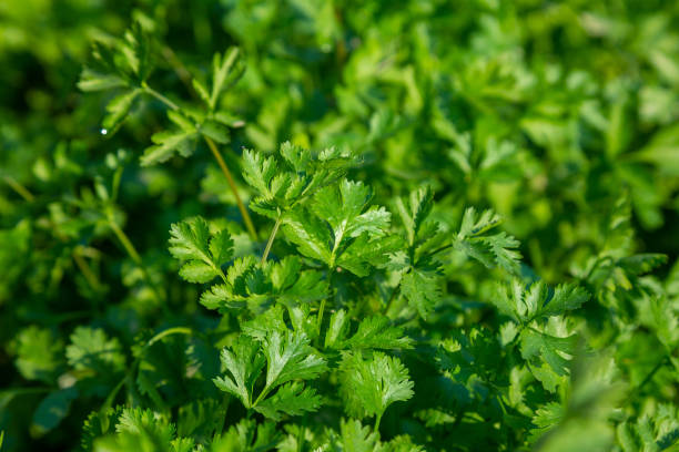 istock Coriander Plant Leaves 1417852358