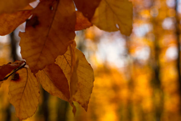 Yellow leaves are the sun. beautiful bright golden atmospheric natural background. The concept of autumn mood, wonderful mood, freedom of flight, lightness. Natural postcard background for design.