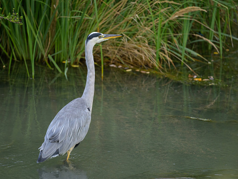 A Grey Heron fishing in a small river, early morning in summer, Vienna (Austria)