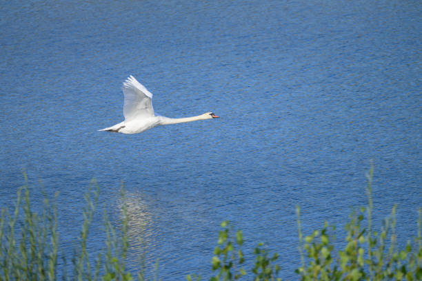 A Mute Swan flying close over water, sunny morning in summer, Vienna (Austria)