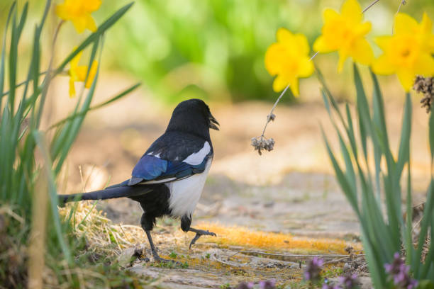 A common magpie (Pica pica) walking and searching for nesting material in the garden, sunny day in early springtime