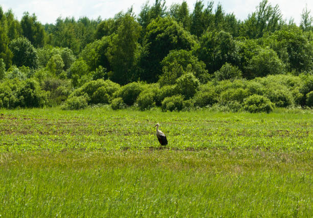 istock Stork in the field. Storks birds in wild. 1417853047