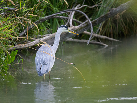 A Grey Heron fishing in a small river, early morning in summer, Vienna (Austria)