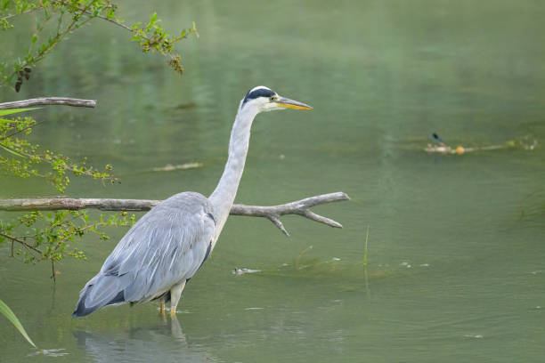 istock A Grey Heron fishing in a small river 1417853082