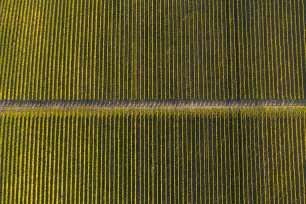 istock Vineyard drone shot, aerial view from above 1417853111