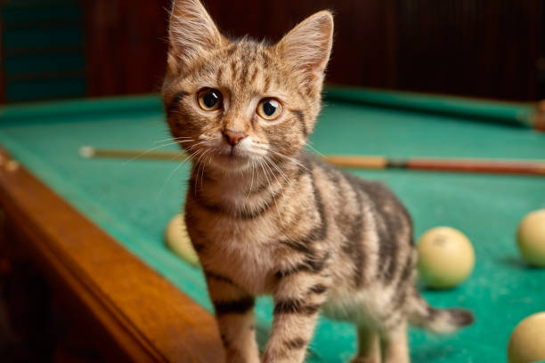 istock A striped kitten indoors stands on a billiard table and looks curiously into the camera. Close up from low angle view 1417853342