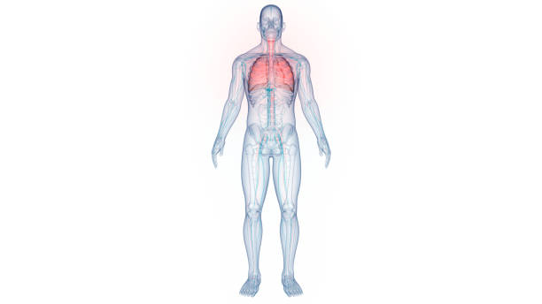 istock Human Respiratory System Lungs Anatomy 1417853388