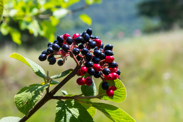 a fruta viburnum lantana. é um verde no início, ficando vermelho, então finalmente preto, wayfarer ou wayfaring árvore é uma espécie de viburnum - viburnum - fotografias e filmes do acervo