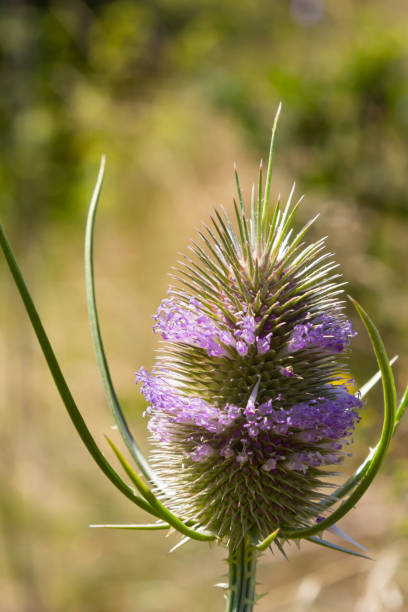 istock Dipsacus fullonum, wild teasel flowers in garden macro selective focus 1417855578
