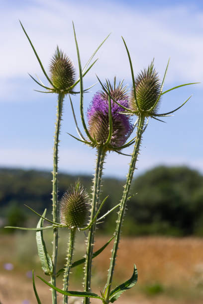 istock Dipsacus fullonum, wild teasel flowers in garden macro selective focus 1417855606