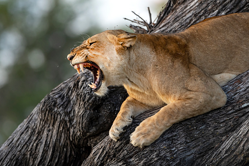 A female lion (Panthera leo) sitting on a tree and baring her teeth. Moremi Game Reserve, Okavango Delta, Botswana. Wildlife Shot.