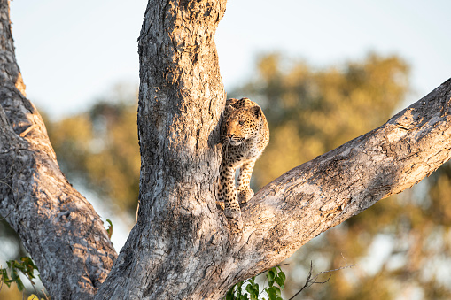 A female African leopard (Panthera pardus pardus) high up in a tree, she is looking out for prey. Wildlife shot Moremi wildlife reserve, Okavango Delta, Botswana.