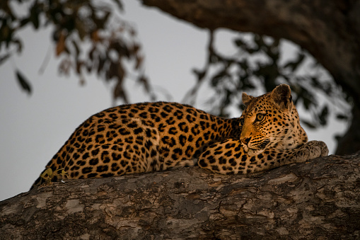 A female African leopard (Panthera pardus pardus) is resting high up in a tree in the last daylight. Wildlife shot Moremi wildlife reserve, Okavango Delta, Botswana.