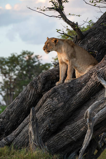 istock Female lion (Panthera leo) high up in a tree 1417856403