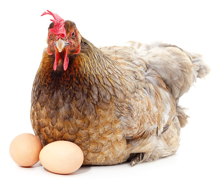 Chicken and two eggs isolated on a white background.