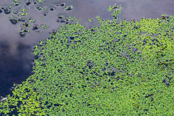 texture of green small duckweed. small green leaves float on the surface of the pond - duckweed imagens e fotografias de stock