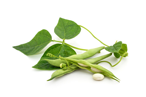 Beans in pods with leaves isolated on a white background.