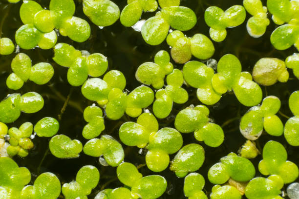 texture of green small duckweed. small green leaves float on the surface of the pond - duckweed imagens e fotografias de stock