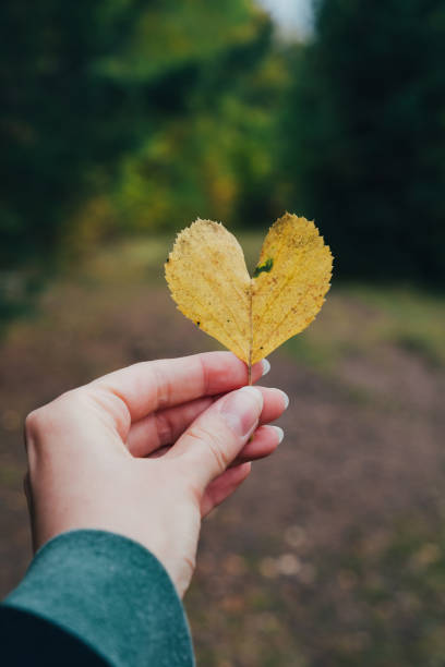 istock Autumn heart shaped leaf in a womans hand on forest background 1417858183