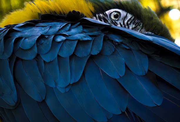 フライングカラー - gold and blue macaw ストックフォトと画像