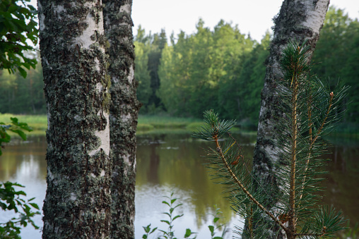 beautiful lake view in evening sunset with green grass and tree leaves