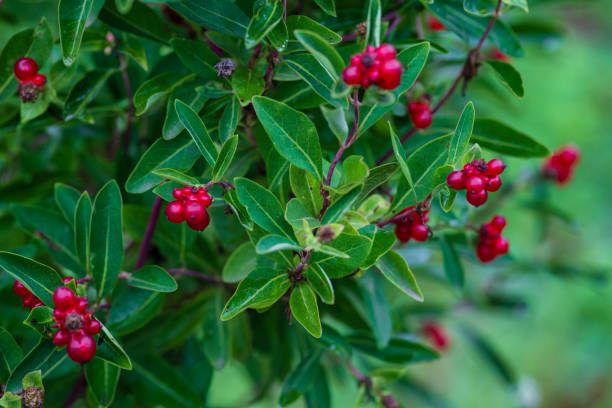 lonicera pyrenaica, lonicera periclymenum, bearberry (arctostaphylos uva-ursi)는 석양에 의해 점등됩니다. 환상적인 uva-ursi 과일은 저녁 태양에 의해 역광을 발산합니다. 우바 아르시. - bearberry 뉴스 사진 이미지