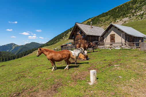Herd of brown and white horses and a dairy cow in a mountain pasture, Italy-Austria border, Feistritz an der Gail municipality, Osternig or Oisternig peak, Carinthia, Carnic Alps, Austria, central Europe.