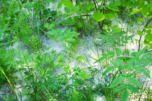 La pelusa de álamo se encuentra en la hierba verde y vuela por el aire. Alérgeno fuerte, concepto de peligro para la salud photo