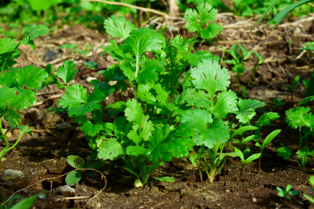 istock Close up fresh growing green coriander (cilantro) leaves in vegetable plot 1417862430